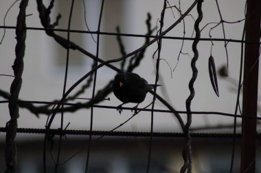 Çimlerin üzerinde karatavuk