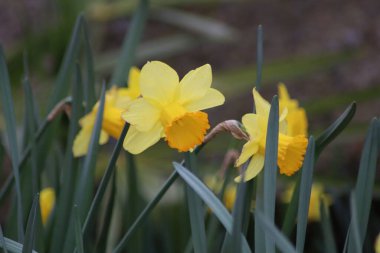 Çiçek tarhında sarı nergisler
