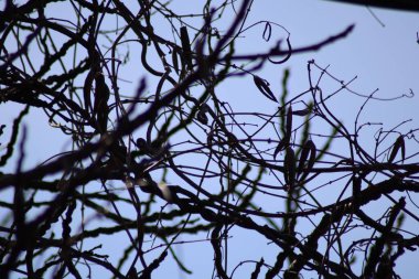 Mavi gökyüzüne karşı ağaç dalları