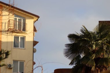 Şehirdeki ağaçlar