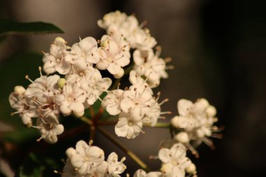 bir ağacın çiçeği