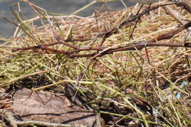 Nehirde sallanan kuyruk