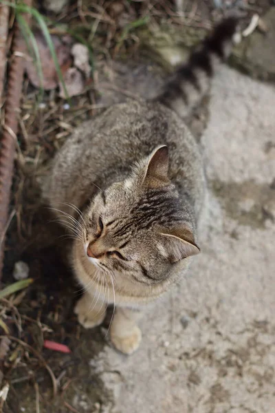 花园里的猫 — 图库照片