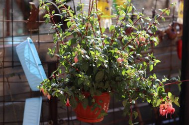 pembe ve beyaz çiçek