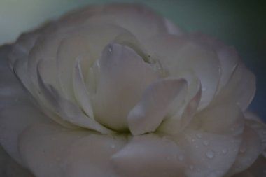 Bahçedeki güzel beyaz çiçek