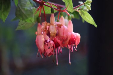 pembe ve beyaz çiçek