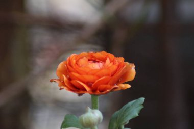 pembe ve beyaz çiçek