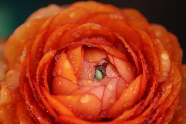 Kwiat Pomarańczy Ogrodzie — Zdjęcie stockowe