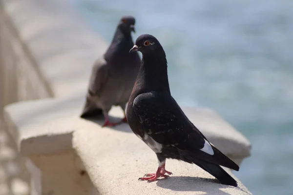 pigeon on the ground