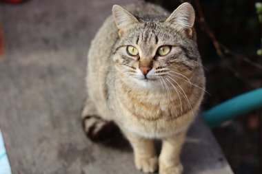 Kedi Bahçede Oynuyor