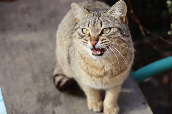 Kedi Bahçede Oynuyor — Stok fotoğraf