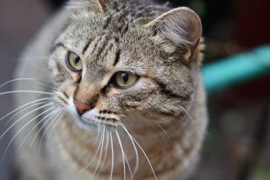 Bir kedinin portresi