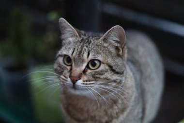 Bir kedinin portresi