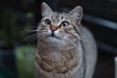 Bir kedinin portresi