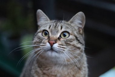 Bir kedinin portresi