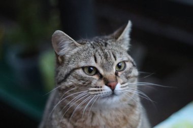 Bir kedinin portresi