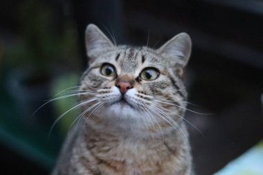 Bir kedinin portresi