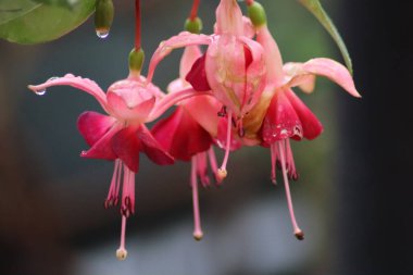 pembe ve beyaz çiçek