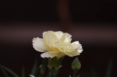 Güzel beyaz karanfil. Yaklaş.