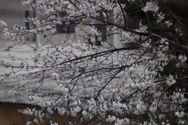 İlkbaharda çiçek açar.