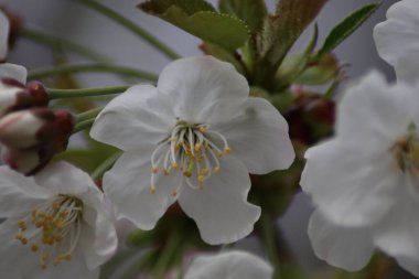 İlkbaharda çiçek açar.