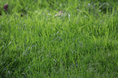 Çiyli yeşil çimen