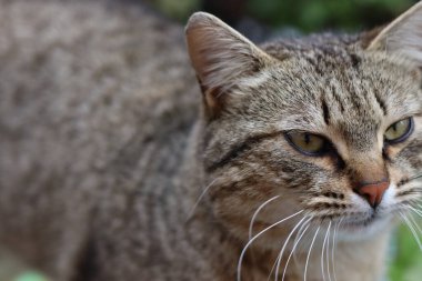 Bir kedinin portresi