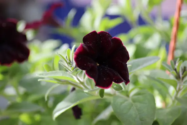 Flor Petunia Negro Jardín —  Fotos de Stock