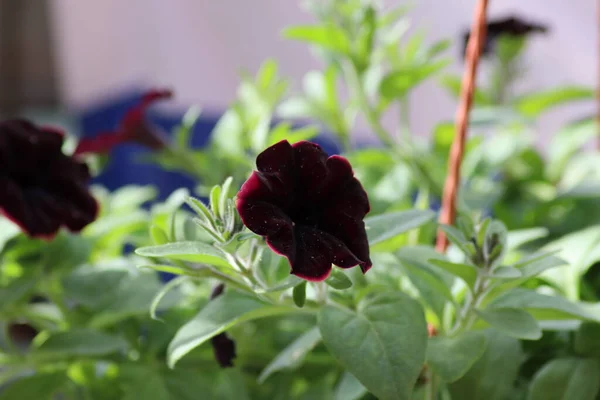 Flor Petunia Negro Jardín —  Fotos de Stock