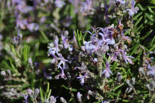 Blommande Rosmarin Parken — Stockfoto