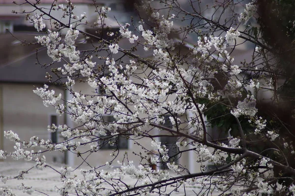 Весенний Цветок Весной — стоковое фото
