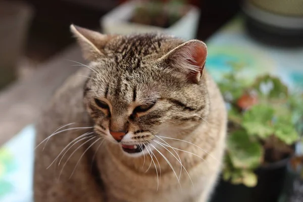 Bahçedeki Kedi — Stok fotoğraf