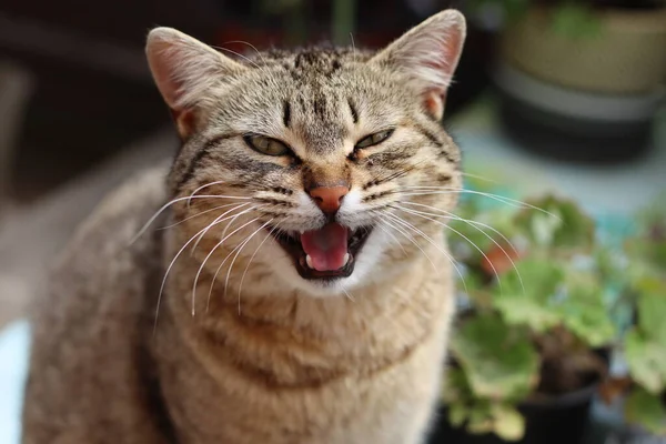 Gato Jardín — Foto de Stock