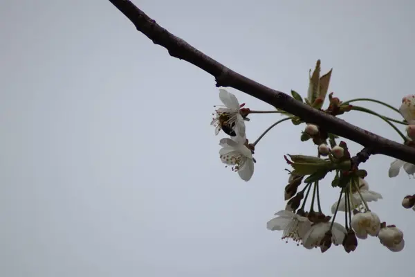 Весняний Цвіт Навесні — стокове фото