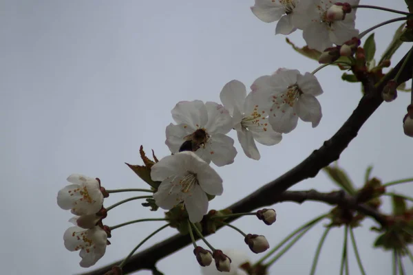 Wiosenny Kwiat Wiosną — Zdjęcie stockowe