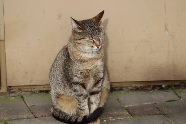 Gato Jardín — Foto de Stock