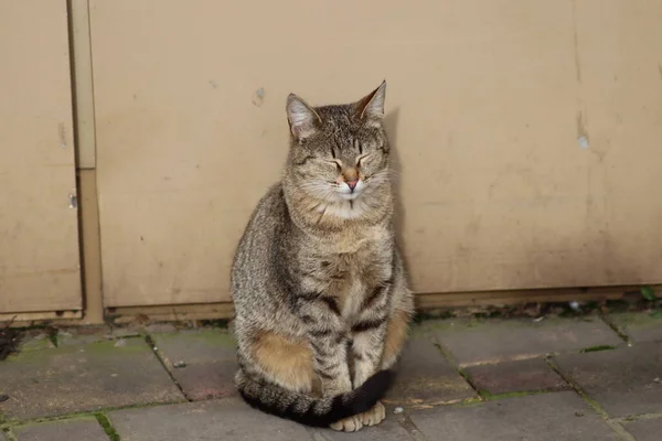 花园里的猫 — 图库照片