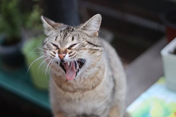 Katze Garten — Stockfoto