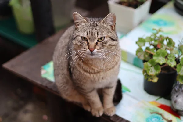 Katze Garten — Stockfoto