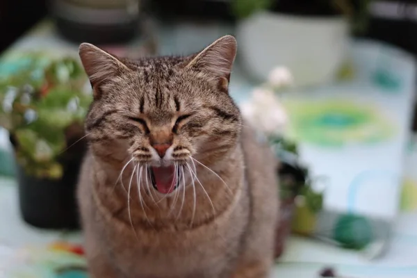 Portrait Cat — Stock Photo, Image