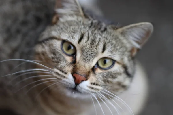 Retrato Gato —  Fotos de Stock