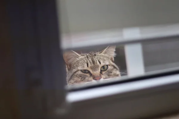 猫在窗上 — 图库照片