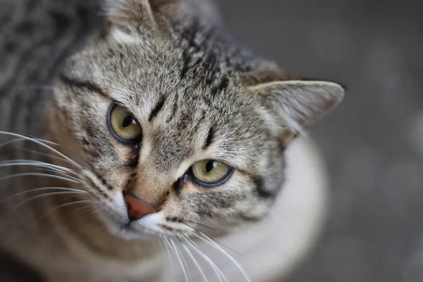 Porträt Einer Katze — Stockfoto