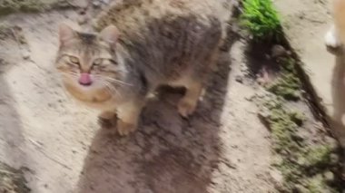 Bahçedeki kedi