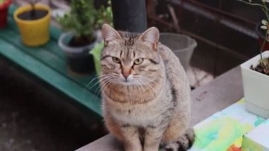 Bahçedeki kedi