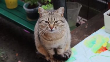 Bahçedeki kedi