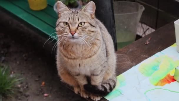 Gatto Giardino — Video Stock