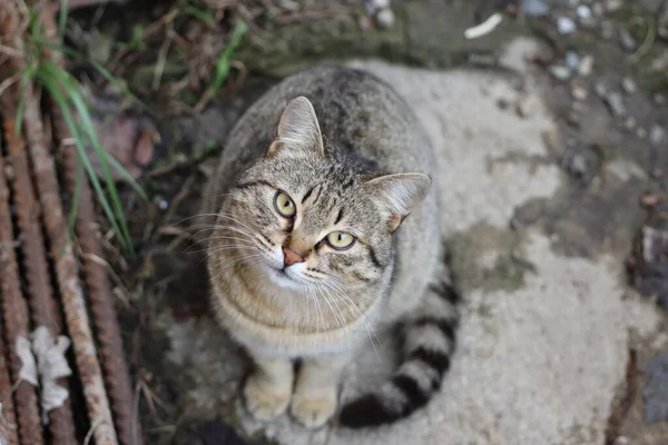 庭の猫 — ストック写真