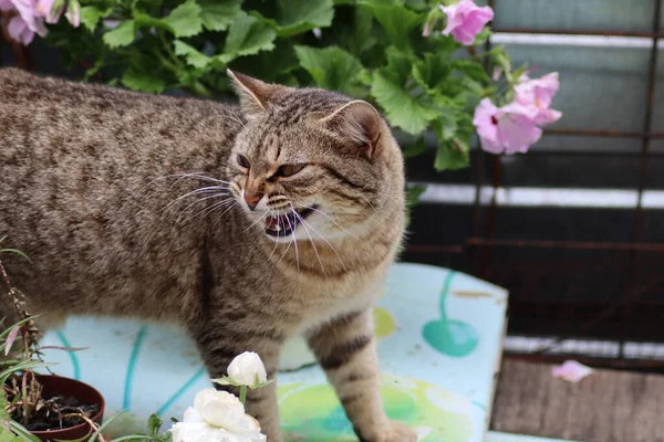 Katze Garten — Stockfoto