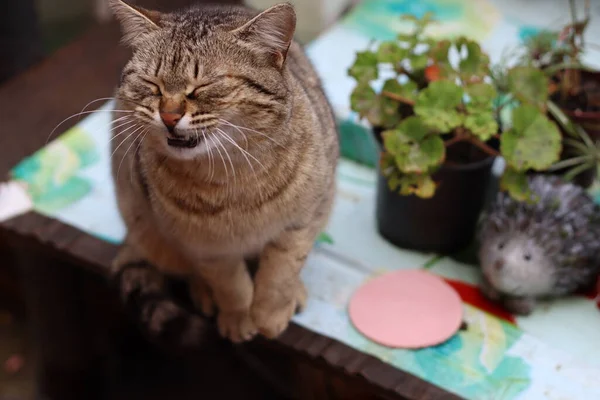 부엌에 고양이 — 스톡 사진